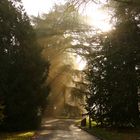 Nebelstimmung auf der Insel Mainau  IV