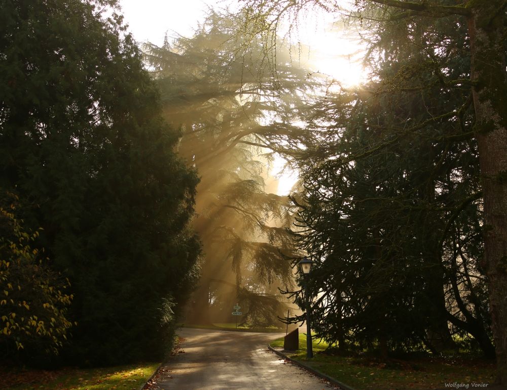 Nebelstimmung auf der Insel Mainau  IV