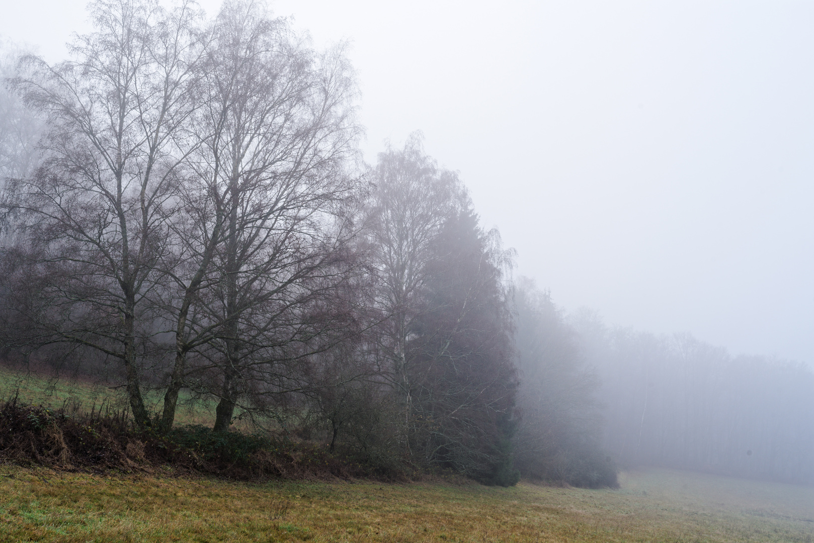 Nebelstimmung auf der Waldwiese