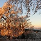 Nebelstimmung beim Sonnenaufgang auf dem Volkmarsberg