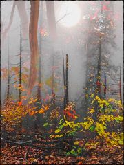 Nebelstimmung hinter bunten Blättern