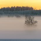 Nebelstimmung im Abendlicht