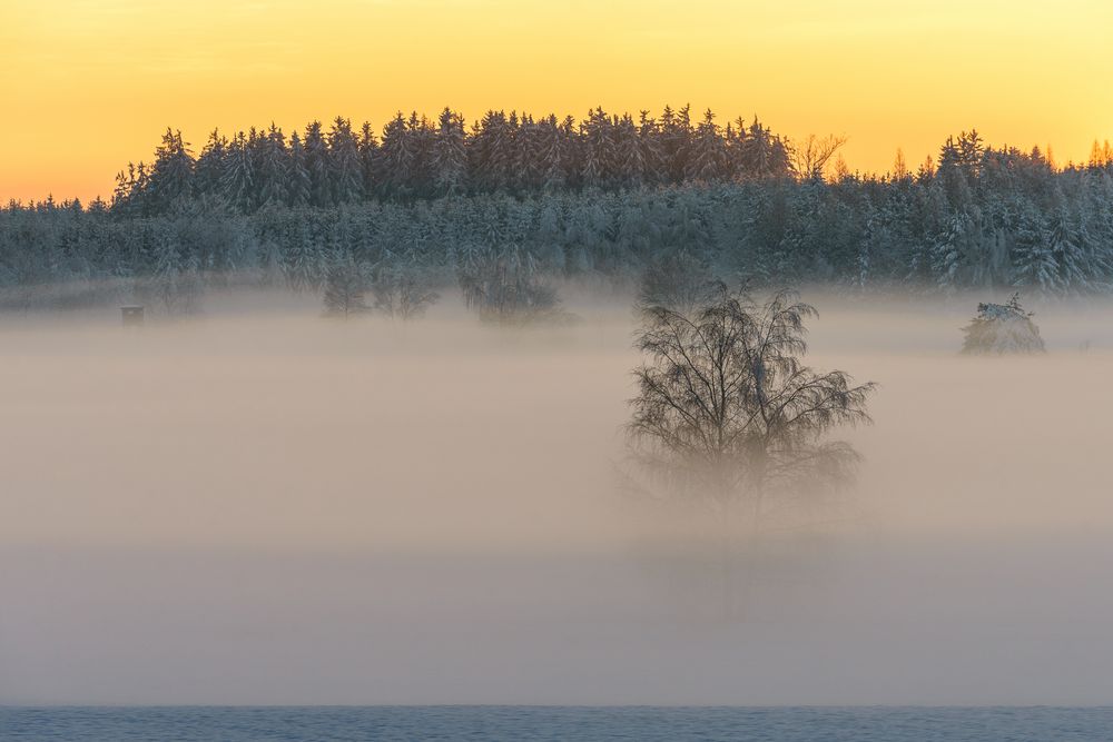 Nebelstimmung im Abendlicht