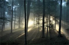 Nebelstimmung im Buchenwald