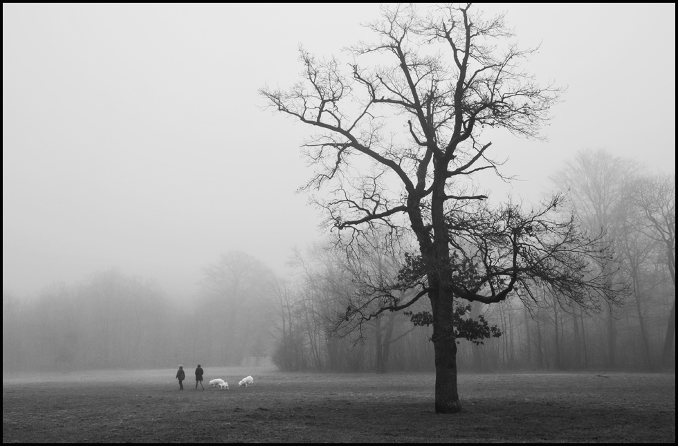 Nebelstimmung im englischen Garten sw