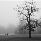 Nebelstimmung im englischen Garten sw