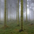 Nebelstimmung im Fichtenwald
