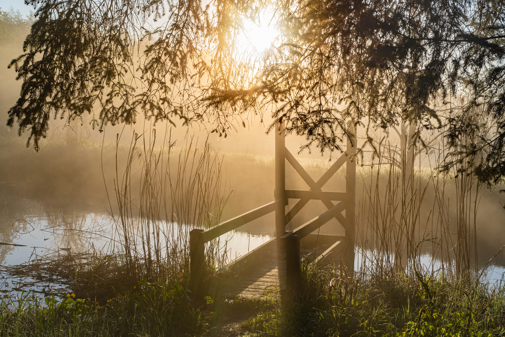 Nebelstimmung im Frühling