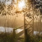 Nebelstimmung im Frühling