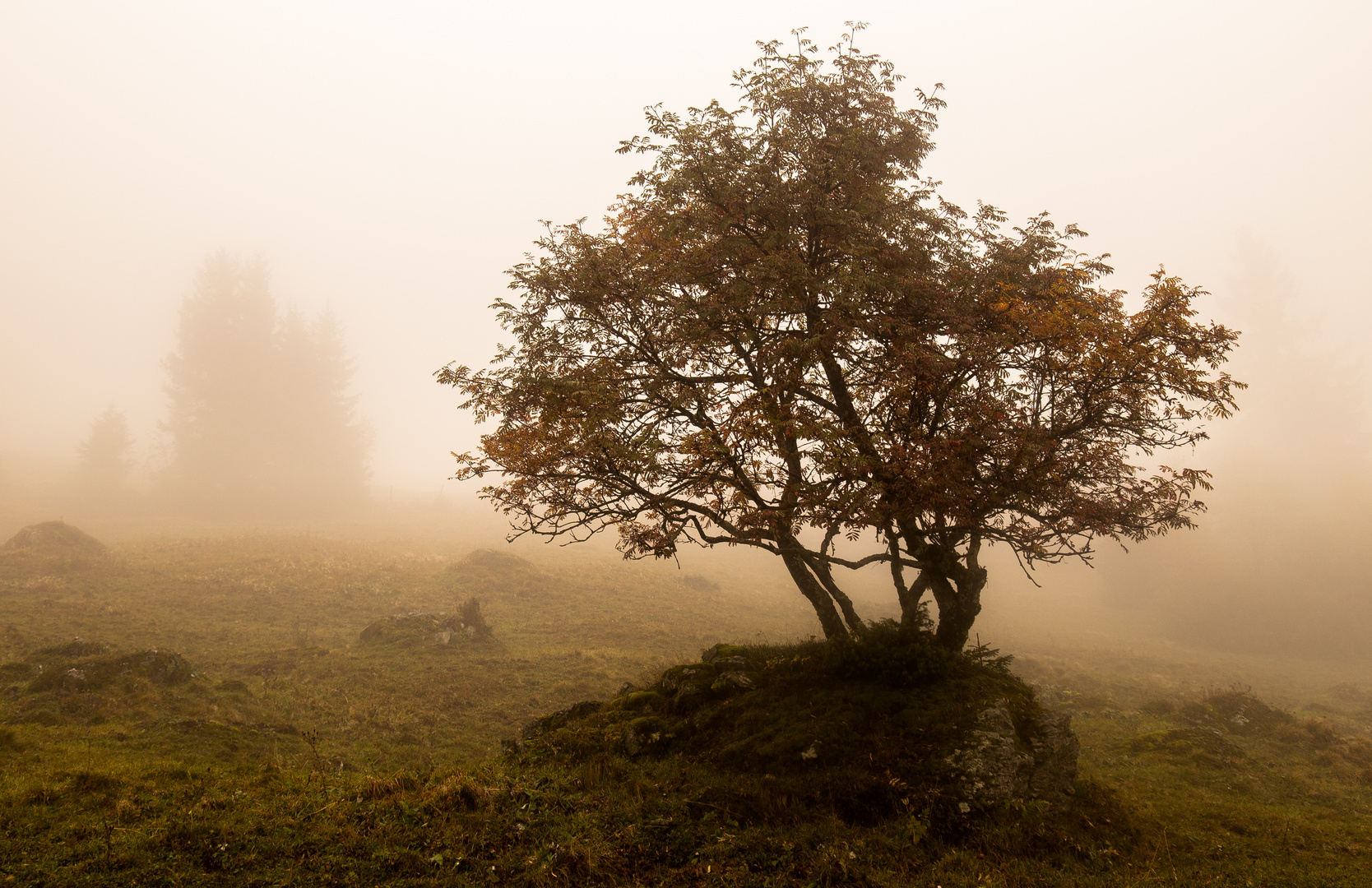 Nebelstimmung im Herbst