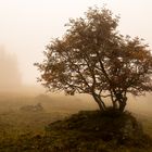 Nebelstimmung im Herbst