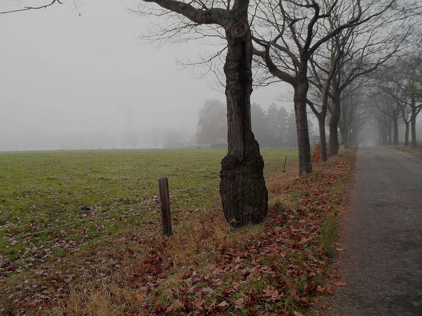 nebelstimmung im herbst die letzten blätter