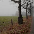 nebelstimmung im herbst die letzten blätter