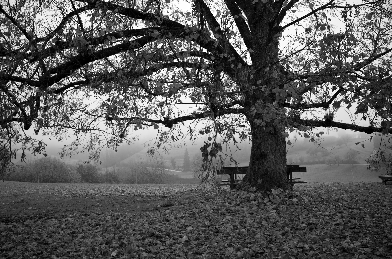 Nebelstimmung im Herbst