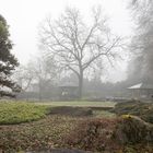 Nebelstimmung im Japangarten