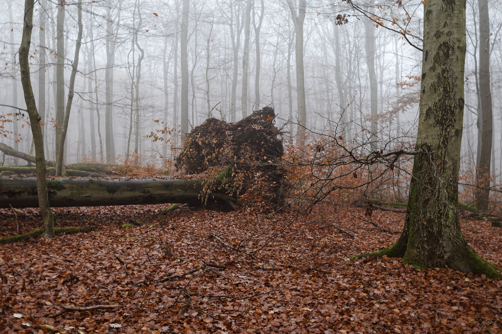 Nebelstimmung im Laubwald