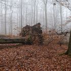 Nebelstimmung im Laubwald