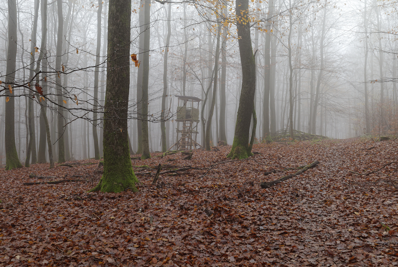 Nebelstimmung im Laubwald