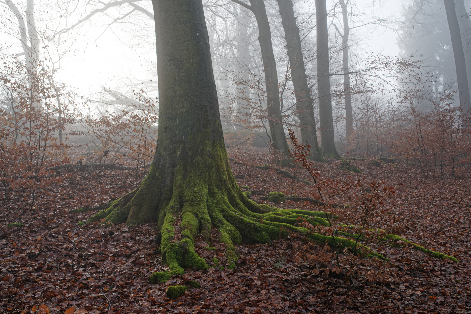 Nebelstimmung im Laubwald