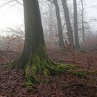 Nebelstimmung im Laubwald