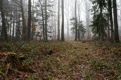 Nebelstimmung im Mischwald