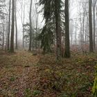 Nebelstimmung im Mischwald  (2)