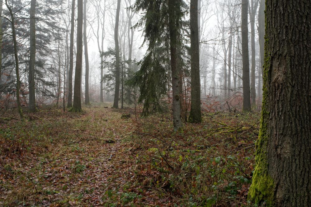 Nebelstimmung im Mischwald  (2)