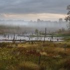 Nebelstimmung im Moor