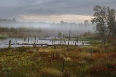 Nebelstimmung im Moor