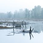 Nebelstimmung im Moor