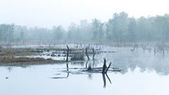 Nebelstimmung im Moor