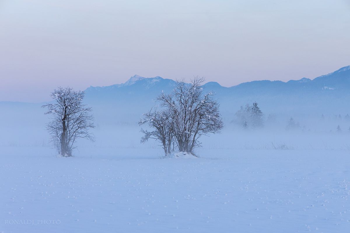 Nebelstimmung im Murnauer Moos 