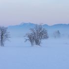 Nebelstimmung im Murnauer Moos 