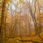 Nebelstimmung im Nationalpark