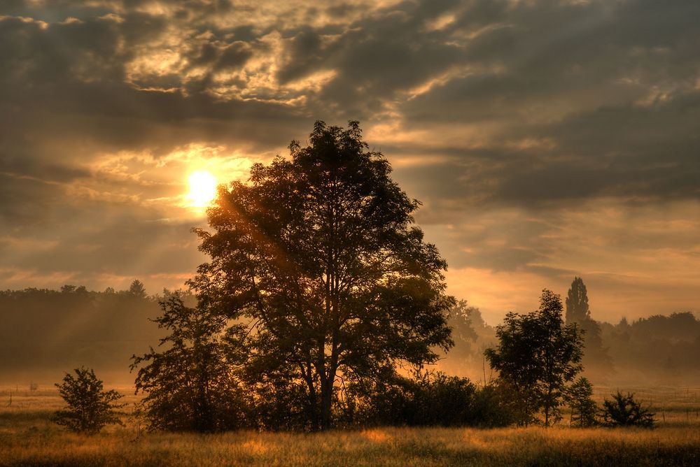 Nebelstimmung im Naturschutzgebiet