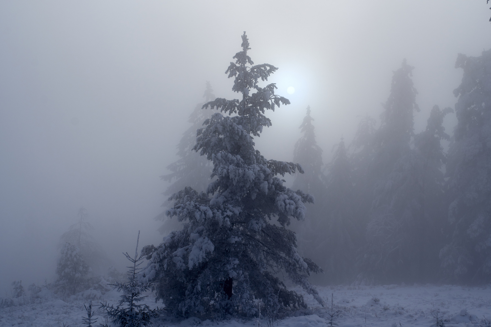 Nebelstimmung im Nordschwarzwald