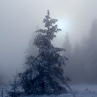 Nebelstimmung im Nordschwarzwald