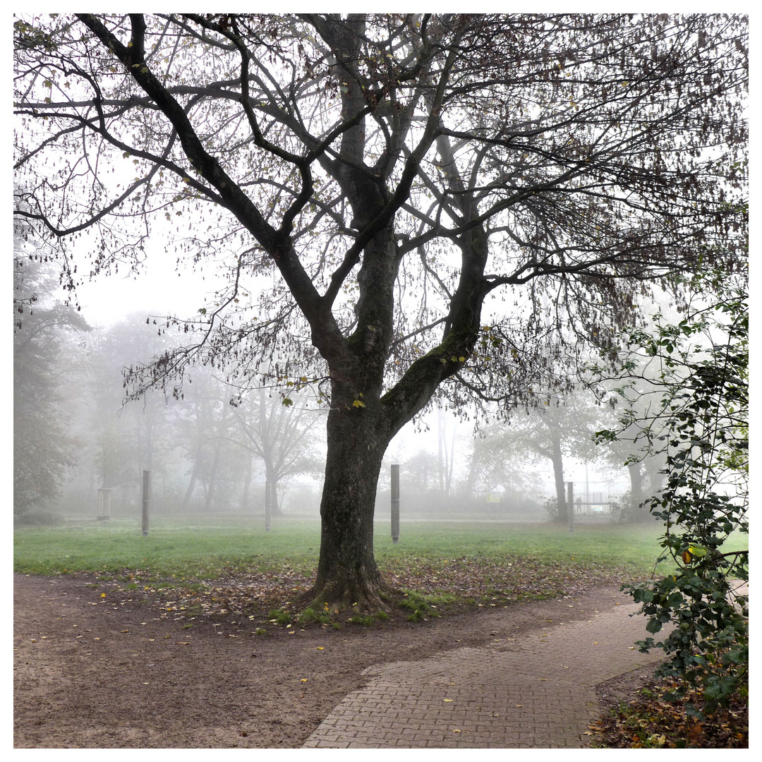 Nebelstimmung im Park