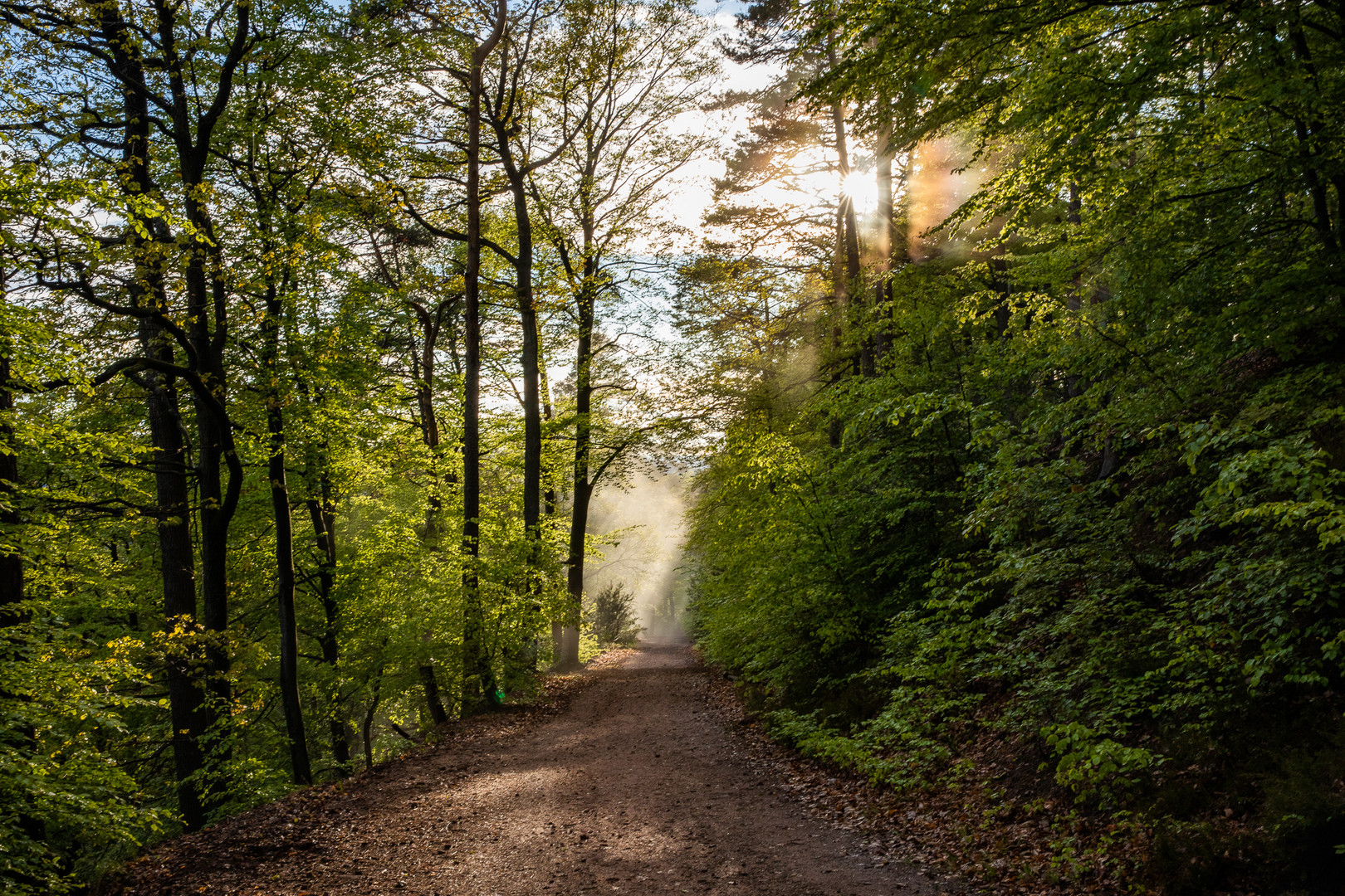 Nebelstimmung im Pfälzerwald