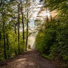 Nebelstimmung im Pfälzerwald