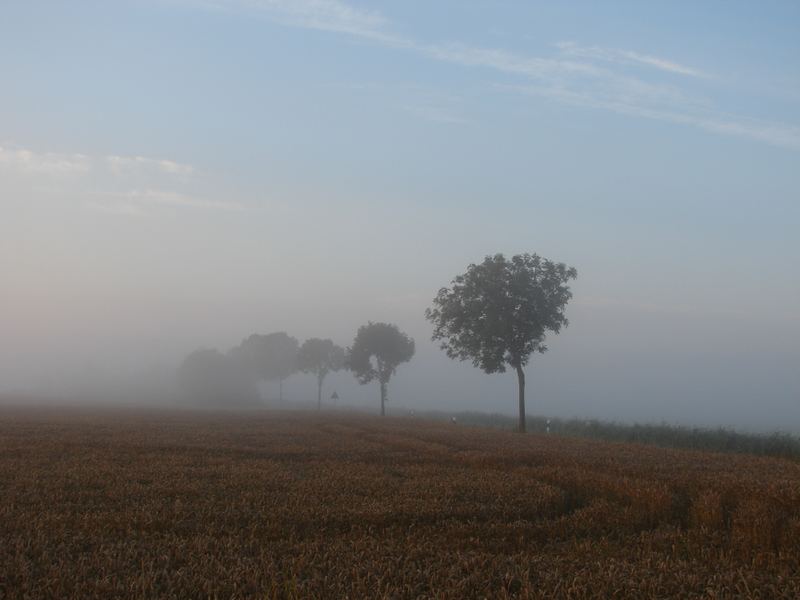 Nebelstimmung im Sommer