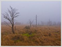 Nebelstimmung im Venn