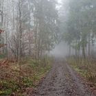 Nebelstimmung im Wald