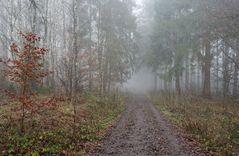 Nebelstimmung im Wald