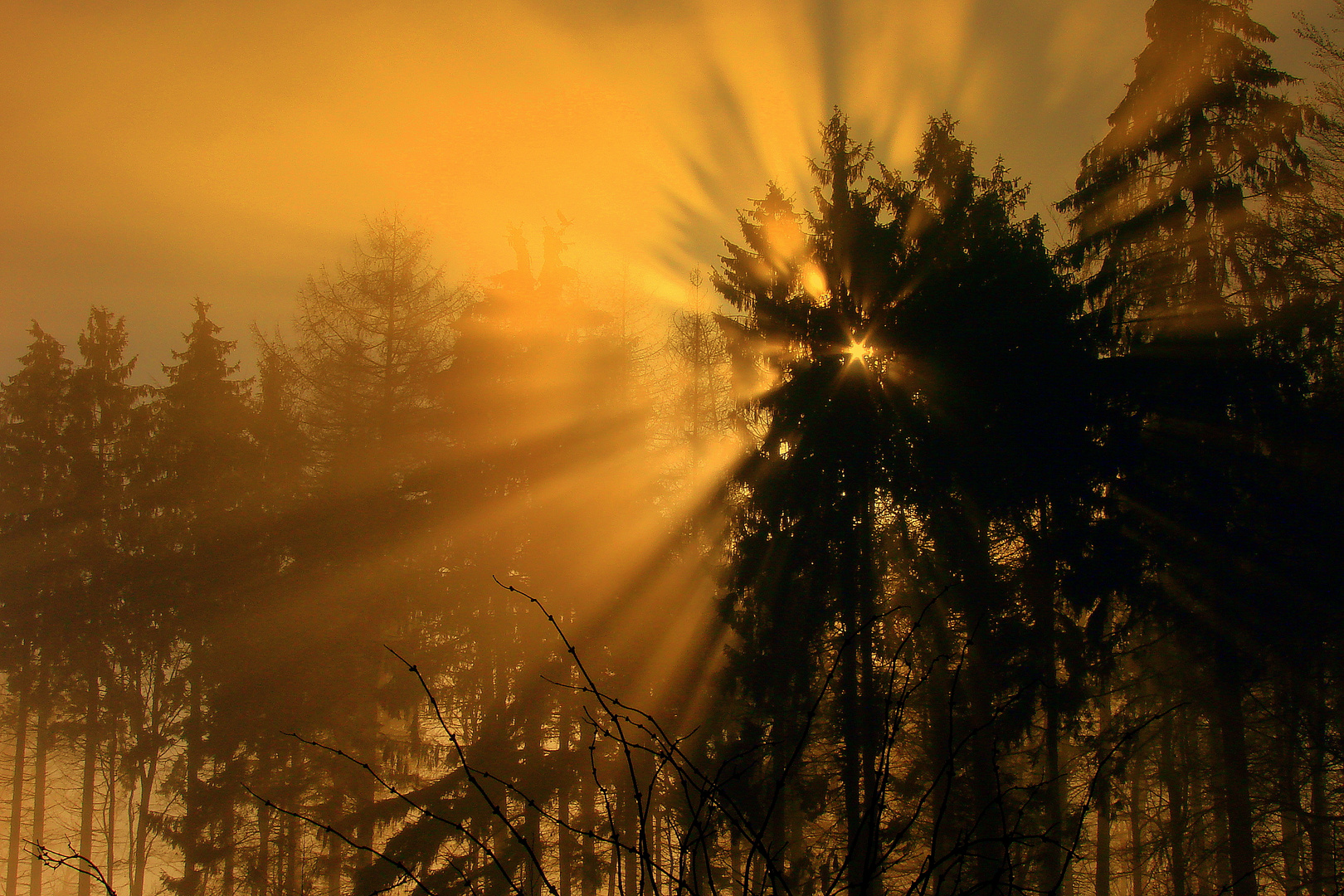 Nebelstimmung im Wald