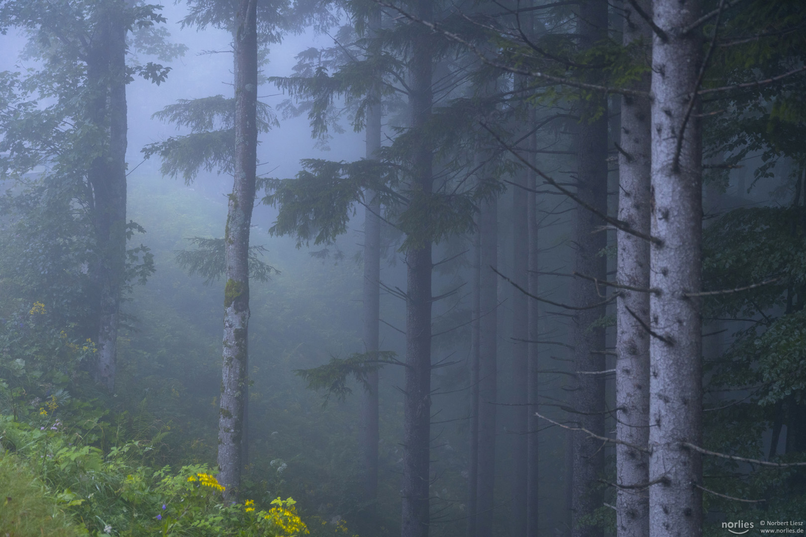 Nebelstimmung im Wald