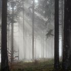 Nebelstimmung im Wald