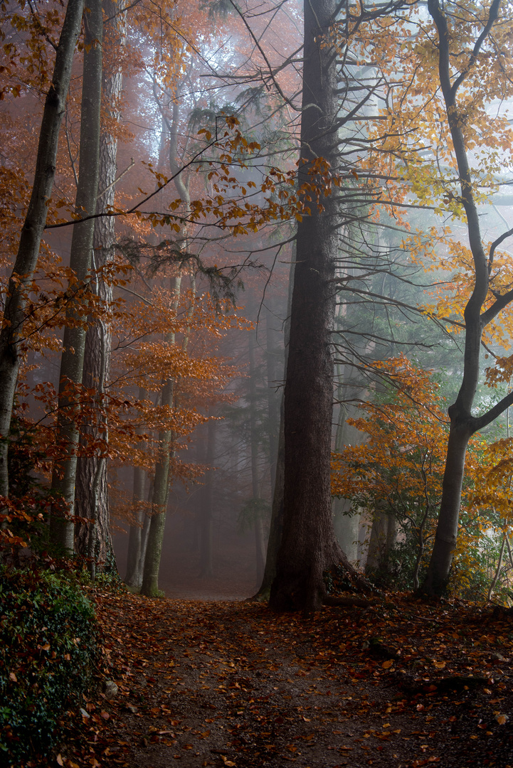 Nebelstimmung im Wald