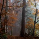 Nebelstimmung im Wald