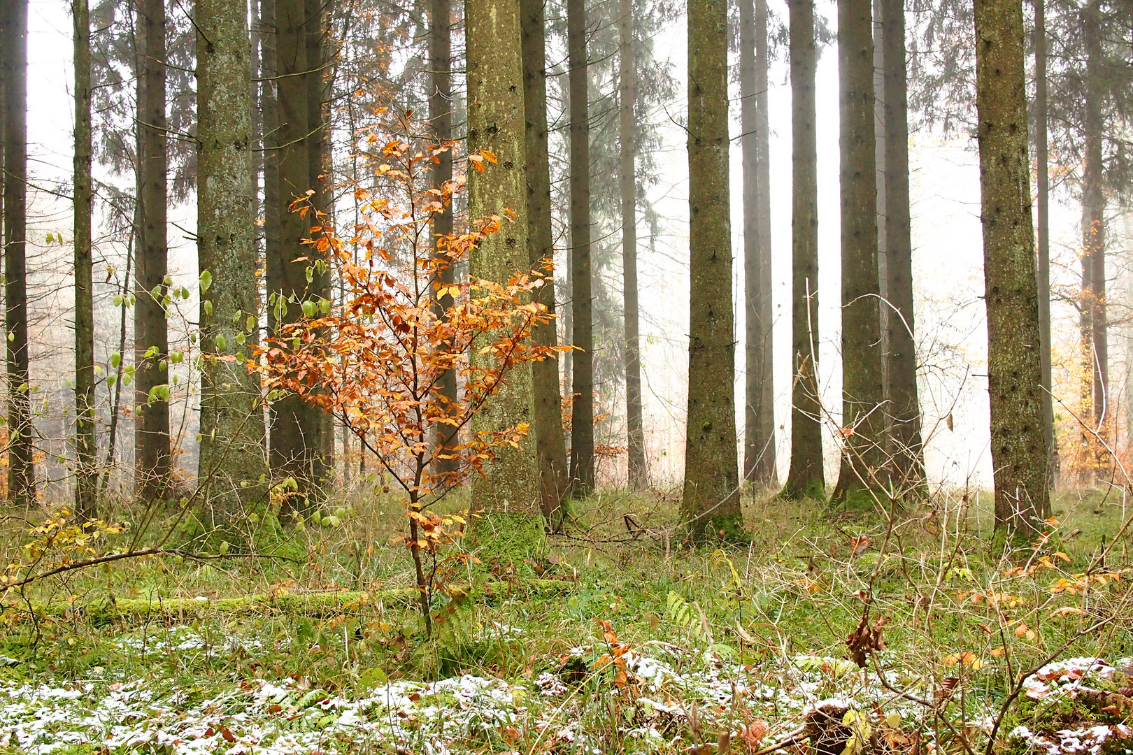 Nebelstimmung im Wald 